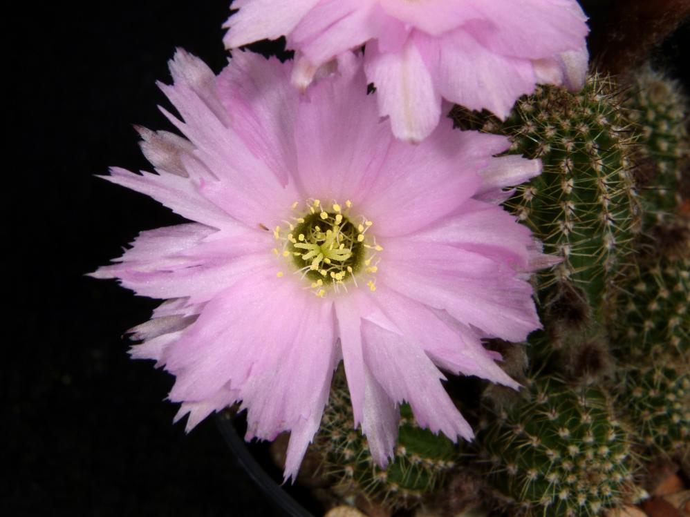 Chamaecereus